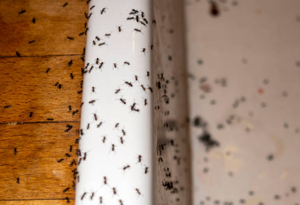 Best Exterminator Services  in Davison, MI