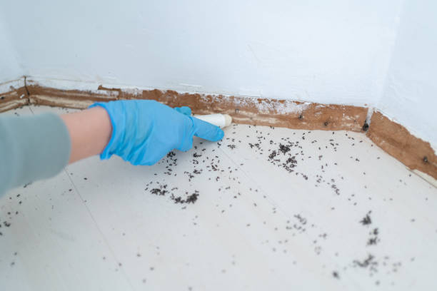Best Wasp Removal Services  in Davison, MI